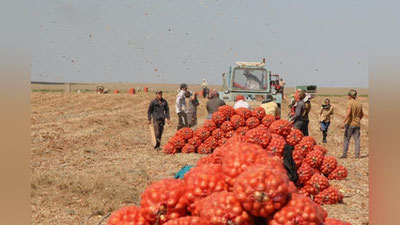Изрображение 'Астраханская область выписала для сельхозработ 11 тысяч мигрантов из Узбекистана'