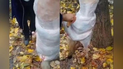 'Surxondaryoda bir nechta erkaklar bo`rini terisini shilishdi (video)'ning rasmi