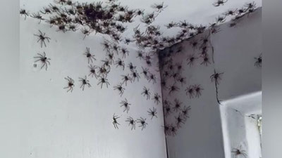 Изрображение 'Пауки захватили дом австралийки из-за высокой влажности (видео)'