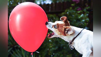 'Chaqqon kuchukcha rekord o`rnatdi'ning rasmi