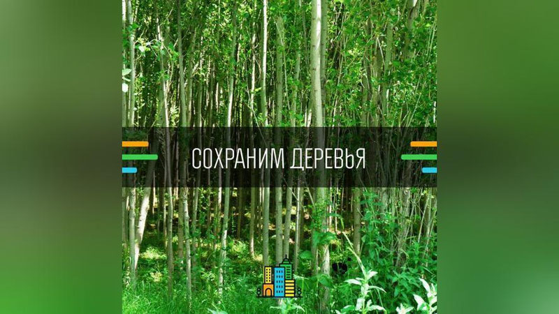 Изрображение 'ОБЩЕСТВЕННЫЙ СОВЕТ ПРОСИТ ХОКИМА ТАШКЕНТА ВВЕСТИ МОРАТОРИЙ НА ВЫРУБКУ ДЕРЕВЬЕВ'