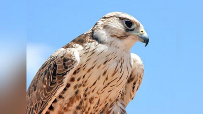 Изрображение 'В УЗБЕКИСТАНЕ ЗАДЕРЖАЛИ САУДИТА ПРИ ВВОЗЕ КРАСНОКНИЖНЫХ СОКОЛОВ'