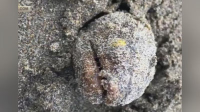 Изрображение 'НА ПЛЯЖЕ В США НАШЛИ ЖУТКОЕ МОРСКОЕ СУЩЕСТВО (ВИДЕО)'