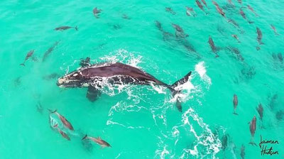 '​АВСТРАЛИЯДА ДЕЛЬФИНЛАР ҚУРШОВИДА СУЗАЁТГАН КИТ ВИДЕОГА ОЛИНДИ'ning rasmi