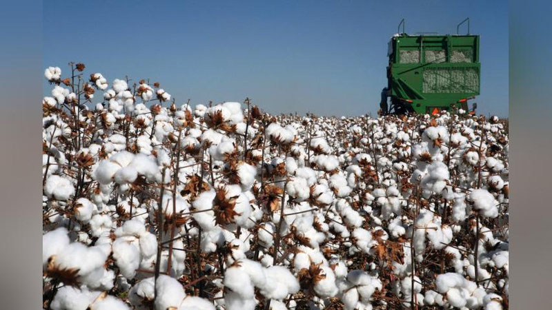 Изрображение 'Коалиция «Cotton Campaign» отказалась от призыва к глобальному бойкоту узбекского хлопка'