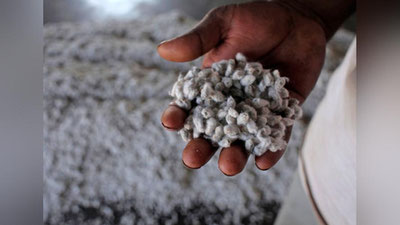 'Paxta chigiti chegara postlaridan chiqarilmayapti. Bu hokimlar topshirig`imi?'ning rasmi