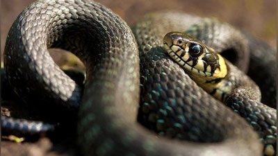 'Haydovchi mashinaning old oynasida ilon borligini payqab qoldi 'ning rasmi