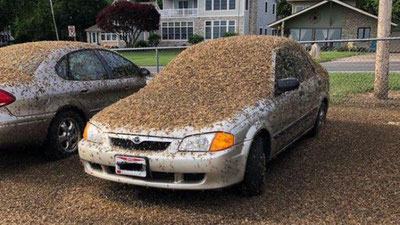 Изрображение 'Американский штат утонул в мухах (видео)'