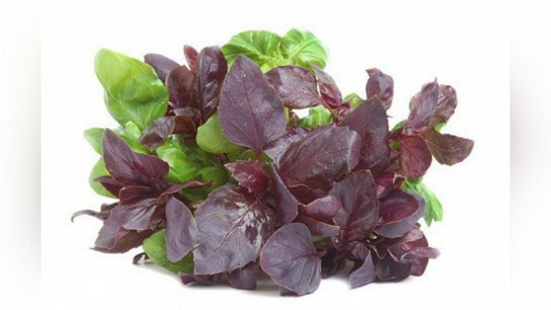 'Madad-shifo: TOG` RAYHONI — KASALLIKLARGA DAVO'ning rasmi