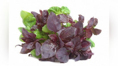 'Madad-shifo: TOG` RAYHONI — KASALLIKLARGA DAVO'ning rasmi