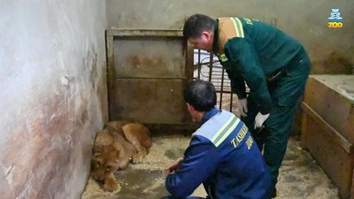 Изрображение 'В Ташкентском зоопарке рассказали о травмах привезенной из Самарканда львицы (видео)'