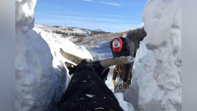'AQShda qoramollar qor tagida qolib ketdi 'ning rasmi