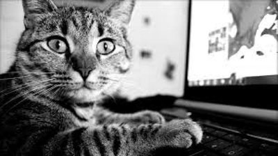 'Уй ҳайвонлари учун ижтимоий тармоқ очилди'ning rasmi