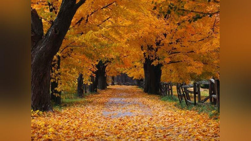 'ЭРТАГА МАМЛАКАТИМИЗДА КЕЧАСИ 3 ДАРАЖА СОВУҚ ВА 2 ДАРАЖА ИЛИҚ БЎЛАДИ'ning rasmi