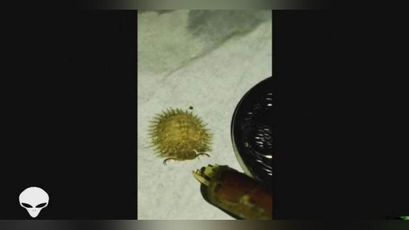 Изрображение 'АМЕРИКАНЕЦ СНЯЛ СТРАННОЕ СУЩЕСТВО НА КАМЕРУ (ВИДЕО)'