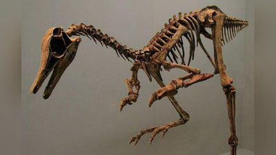 Изрображение 'В УЗБЕКИСТАНЕ ОБНАРУЖЕНЫ ОСТАНКИ НОВОГО ОДНОПАЛОГО ДИНОЗАВРА'