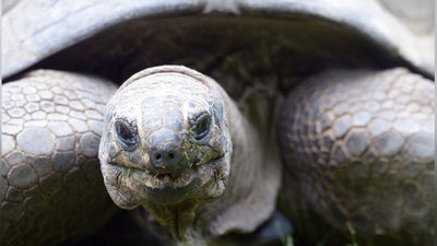 '​ҲАЙВОНОТ БОҒИДАН ҚОЧГАН ТОШБАҚА 2 ҲАФТА ДАВОМИДА 140 МЕТР “ЙЎЛ БОСДИ”'ning rasmi