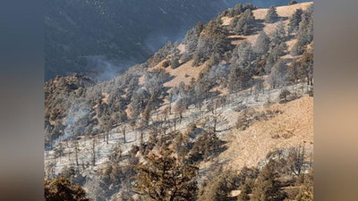 'Qashqadaryodagi o`rmon yong`inida 600 ga yaqin Zarafshon archasi yonib ketgan'ning rasmi