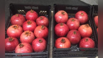 '"O`zdavkarantin" Qozog`iston O`zbekiston anorlariga vaqtincha taqiq qo`ygani yuzasidan izoh berdi'ning rasmi