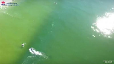 Изрображение 'АКУЛА-ЛЮДОЕД ЧУТЬ НЕ СЪЕЛА СЕРФЕРА (ВИДЕО)'