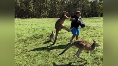 'Австралияда кенгурулар сайёҳларга ҳужум қилишмоқда'ning rasmi