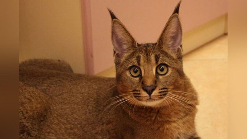 Изрображение 'ЖИТЕЛЬНИЦА БАРНАУЛА ПРОДАЛА МАШИНУ, ЧТОБЫ КУПИТЬ КОТЕНКА'