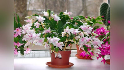 'GULLAR UChUN OZUQA'ning rasmi