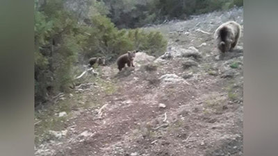 'Экоқўмита Қашқадарёда ўлдирилган айиқ боласи бўйича маълумот берди'ning rasmi