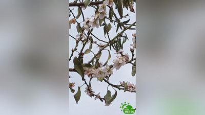 Изрображение 'Цветущий миндаль заметили в Самаркандской и Джизакской областях'