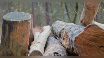 Изрображение 'По факту вырубки ясеней в Акташе возбудили уголовное дело'