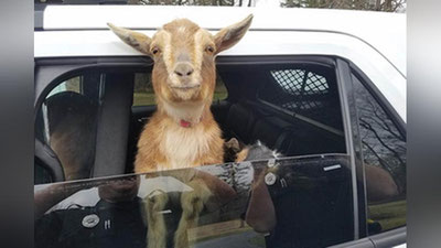 '​АҚШда полиция эчкиларни “қўлга олди”'ning rasmi