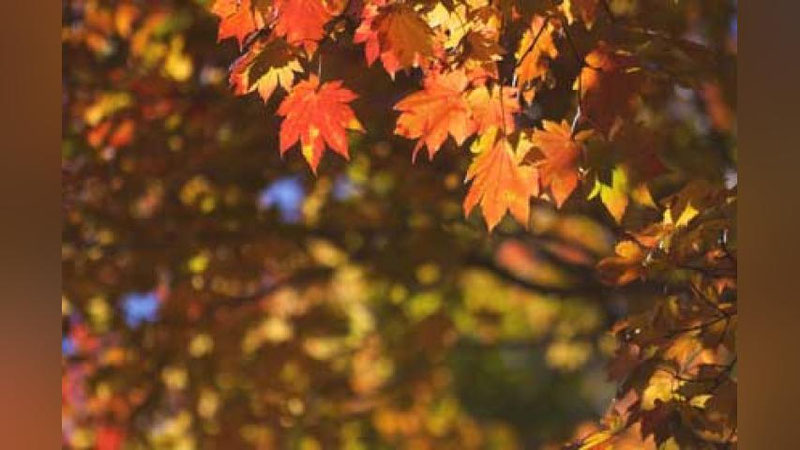 'ERTAGA – 10 NOYaBR KUNI MAMLAKATIMIZDA KUTILAYoTGAN OB-HAVO MA`LUMOTI'ning rasmi