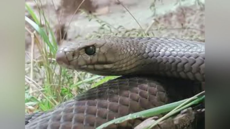 'Zaharli ilonga bevafolar nomi beriladi'ning rasmi