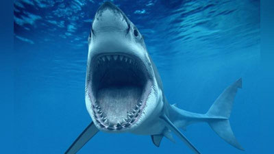 Изрображение 'АКУЛА ЗАПЛЫЛА К ДАЙВЕРУ В КЛЕТКУ (ВИДЕО)'