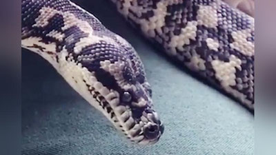 '​2 метрли гиёҳванд бўғма илон Австралия қамоқхонасида қайта тарбияланди'ning rasmi