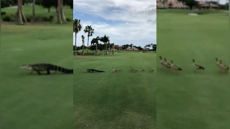 Изрображение 'ГУСИ ПРОГНАЛИ ГИГАНТСКОГО АЛЛИГАТОРА С ПОЛЯ ДЛЯ ГОЛЬФА (ВИДЕО)'