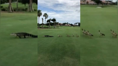 Изрображение 'ГУСИ ПРОГНАЛИ ГИГАНТСКОГО АЛЛИГАТОРА С ПОЛЯ ДЛЯ ГОЛЬФА (ВИДЕО)'
