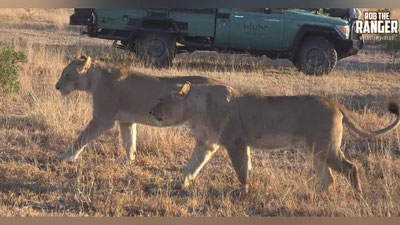 'Barcha mushuksimonlar paket bilan o`ynashni yaxshi ko`rishadi (Video)'ning rasmi