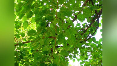 'Ўзбекистонда тут баргидан чой ишлаб чиқарилади'ning rasmi