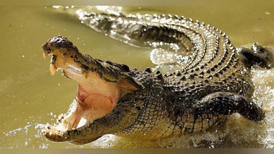 'Ota-bola alligator tepasida osilib qolishdi (Video)'ning rasmi