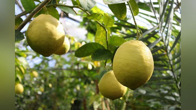 Изрображение 'БОЛЕЕ 4 МЛН СЕМЕЙ ПОЛУЧАТ КРЕДИТЫ НА ПТИЦЕВОДСТВО И ЛИМОНАРИИ'