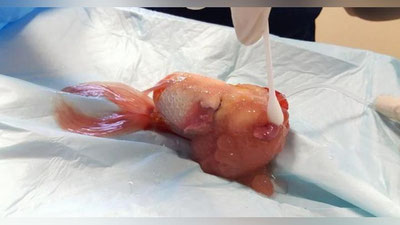 'Oltin baliqcha murakkab operasiyani boshdan kechirdi 'ning rasmi