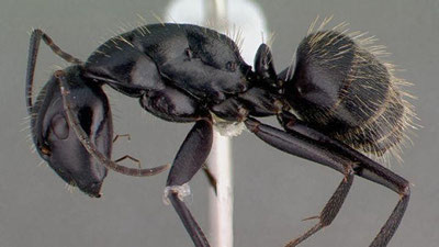 'Chumolilarda saratonga qarshi dori topildi 'ning rasmi