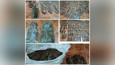 Изрображение 'Водитель грузовика пытался вывезти из Узбекистана шкурки ондатры под ... капустой'