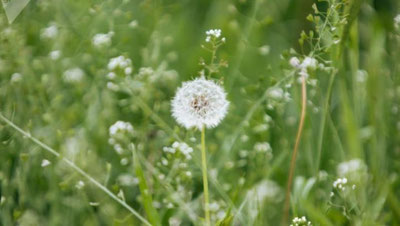 '12 may kuni qanday ob-havo kuzatiladi? O`zgidromet ma`lumot berdi'ning rasmi