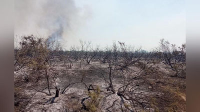 Изрображение 'В Пскенте на 6 гектарах горело лесное хозяйство'