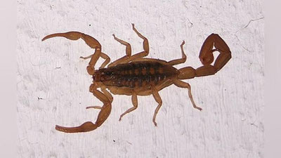 Изрображение 'ПАССАЖИРА UNITED AIRLINES ВО ВРЕМЯ ПОЛЕТА УЖАЛИЛ СКОРПИОН'