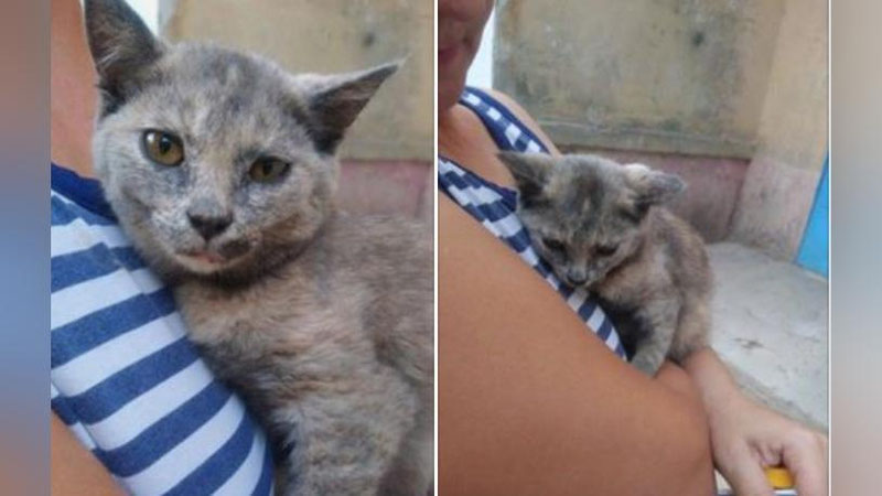 Изрображение '"Убью, если захочу": в Ташкенте суд наказал мужчину, пинавшего котенка'