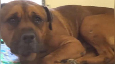 'Egasi tashlab ketganini sezgan itning ko`zi yoshga to`ldi (Video)'ning rasmi