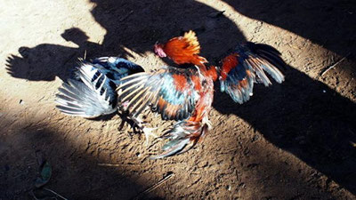 'Самарқандда хўроз уриштириш учун ташкил қилинган “арена” аниқланди (видео)'ning rasmi